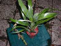 Click to see Billbergia_unknown_Pam_4243.jpg
