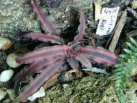 Click to see Cryptanthus_sp_Ruby.jpg