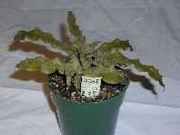 Click to see Cryptanthus_unknown_Kemberly-4348.jpg