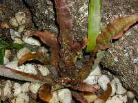 Click to see Cryptanthus_unknown_Pam-BrownGreenXBands4248.jpg
