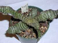 Click to see Cryptanthus_unknown_Pam-BrownSilverXBands4247-2.jpg