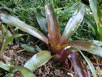 Click to see Neoregelia_sp_HappyThoughts.jpg