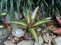 Click to see Neoregelia_sp_possibly-Imperfecta.jpg