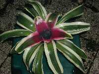 Click to see Neoregelia_unknown_Pam_4240-2.jpg