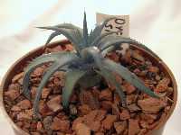 Click to see Dyckia_sp_fromArturo2.jpg