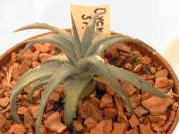 Click to see Dyckia_sp_fromArturo.jpg