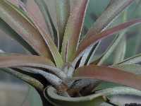 Click to see Tillandsia_chiapensis2.jpg