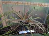 Click to see Tillandsia_chiapensis.jpg