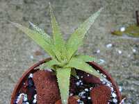 Click to see Bromeliad-genus_UNKNOWN-BrianBruning.jpg
