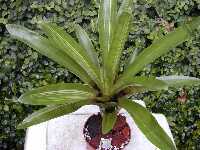 Click to see Bromeliad-genus_UNKNOWN-Laura_Grn-NarWhtStripe.jpg