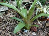 Click to see Bromeliad-genus_UNKNOWN-Laura_LgtGrnPurBacked2.jpg