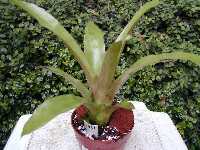 Click to see Bromeliad-genus_UNKNOWN-Laura_LgtGrnPurBacked.jpg