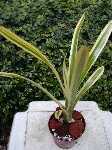 Click to see Bromeliad-genus_UNKNOWN-Laura_LtGrnYelEdge.jpg