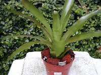 Click to see Bromeliad-genus_UNKNOWN-Laura_MedGrnSolid.jpg