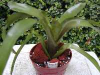 Click to see Bromeliad-genus_UNKNOWN-Laura_MedGrnSpotted.jpg