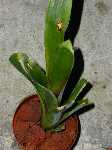 Click to see Bromeliad-genus_UNKNOWN_fallswapPamE1.jpg
