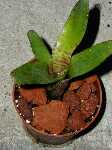 Click to see Bromeliad-genus_UNKNOWN_fallswapPamE2.jpg