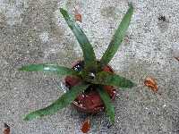 Click to see Bromeliad-genus_unknown-Debbie_4282.jpg