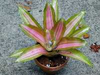 Click to see Bromeliad-genus_unknown-Debbie_4283.jpg