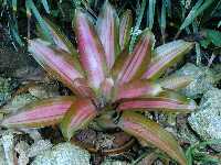 Click to see Bromeliad-genus_unknown-Debbie_PinkandGreen2.jpg
