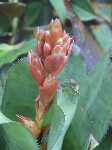 Click to see Bromeliad-genus_unknown-Robin1_4293-3.jpg