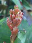 Click to see Bromeliad-genus_unknown-Robin1_4293-5.jpg