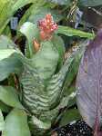 Click to see Bromeliad-genus_unknown-Robin1_4293-6.jpg