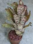 Click to see Bromeliad-genus_unknown-Robin1_4293.jpg