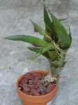 Click to see Bromeliad-genus_unknown-Robin2_4294.jpg