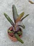 Click to see Bromeliad-genus_unknown-Robin3_4295.jpg