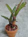 Click to see Bromeliad-genus_unknown-Robin4_4296.jpg