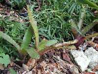 Click to see Bromeliad-genus_unknown-Robin4_GrnPurpleSpltch2.jpg