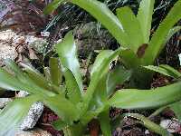 Click to see Bromeliad-genus_unknown-SarahSue4262-4263.jpg