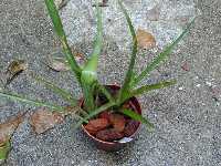 Click to see Bromeliad-genus_unknown-Yvonne_4292.jpg