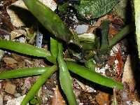 Click to see Bromeliad-genus_unknown_Cynthia_4258.jpg