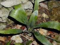 Click to see Bromeliad-genus_unknown_Cynthia_4260.jpg