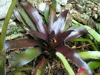 Click to see Bromeliad-genus_unknown_GreenLowerBronzeUpper2.jpg