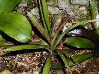 Click to see Bromeliad-genus_unknown_Maradee_4250.jpg