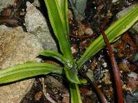 Click to see Bromeliad-genus_unknown_Maradee_4256.jpg