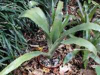 Click to see Bromeliad-genus_unknown_MediumGreen2.jpg