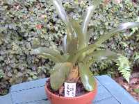 Click to see Bromeliad-genus_unknown_MomSkinner5057.jpg