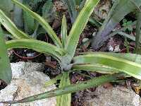 Click to see Bromeliad-genus_unknown_No2DkGrnLtGrnStripes2.jpg