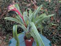 Click to see Bromeliad-genus_unknown_Pam-DkGrnLtGrnStripes4244-2.jpg