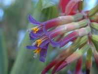 Click to see Bromeliad-genus_unknown_Pam-DkGrnLtGrnStripes4244-5.jpg