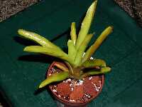 Click to see Bromeliad-genus_unknown_Pam_4241.jpg