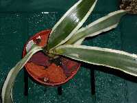 Click to see Bromeliad-genus_unknown_Pam_4242.jpg