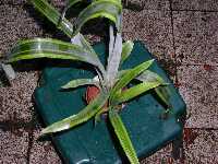 Click to see Bromeliad-genus_unknown_Pam_4244.jpg