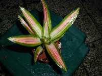Click to see Bromeliad-genus_unknown_Pam_4245.jpg