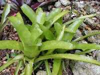 Click to see Bromeliad-genus_unknown_RayNell_4252-2.jpg