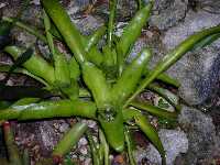 Click to see Bromeliad-genus_unknown_RayNell_4252.jpg